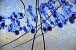 Abstracts